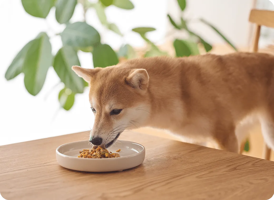 うまみを生かしたワンちゃん用ごはんの盛り付けイメージ