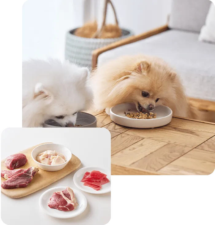 しいたけだしの旨みを生かした犬用ごはんの盛り付け例