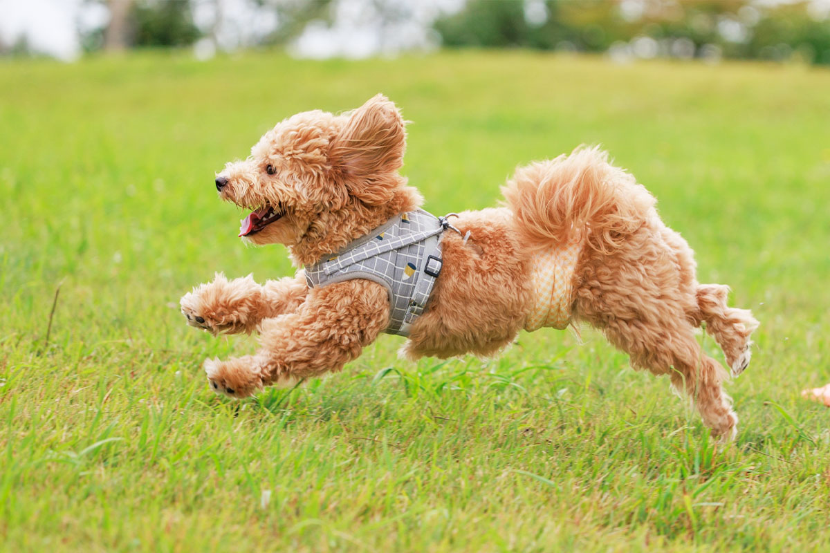 鶏肉と野菜を使ったShareZまごころごはん 鶏