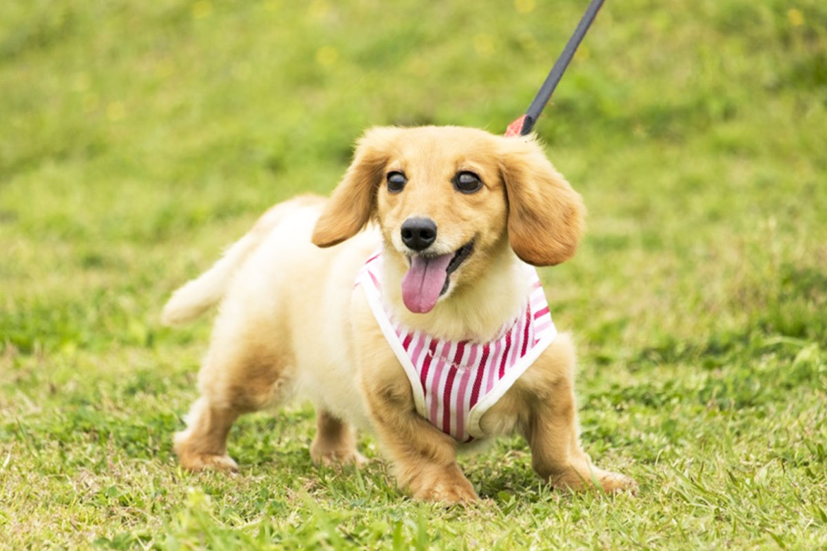 ShareZまごころごはん 牛と野菜の彩りごはん