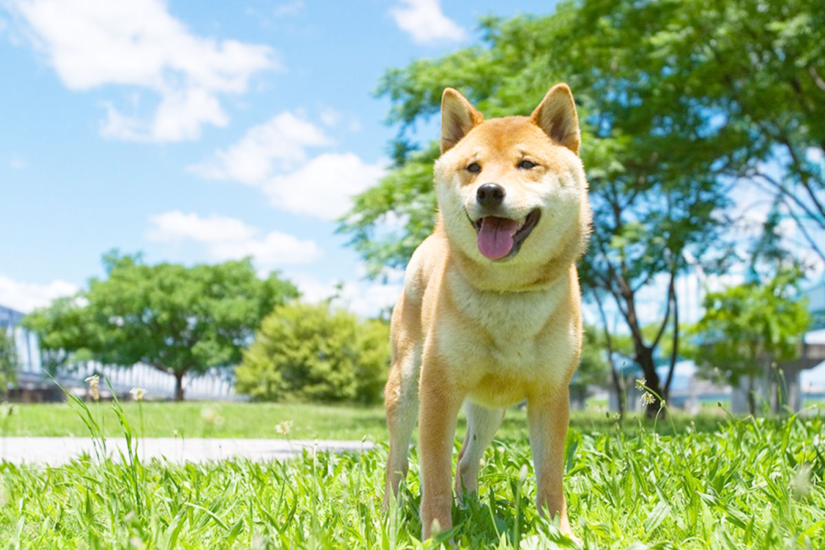 ShareZまごころごはん まぐろと野菜の彩りごはん
