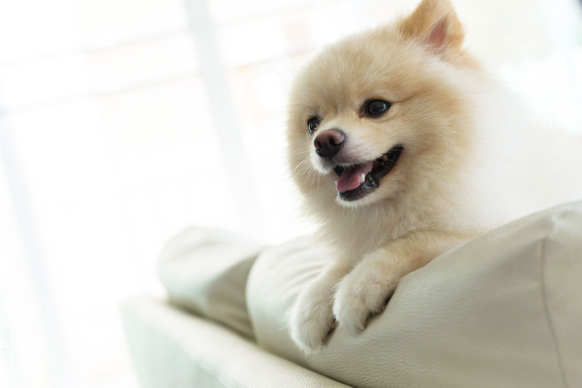 器の香りを確かめる犬のクローズアップ