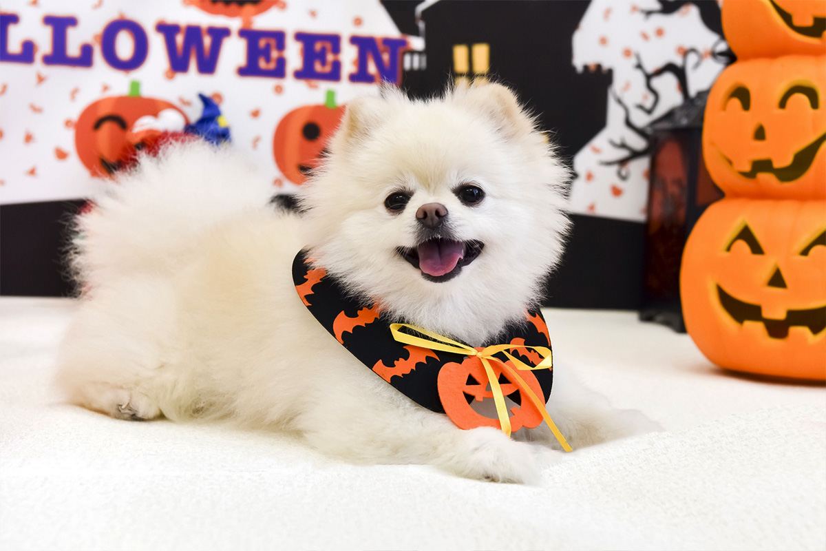 旬の野菜とかぼちゃを使った秋の犬ごはんと食材のスタイリング