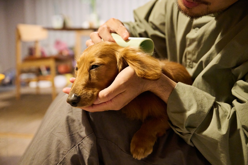 被毛の艶と皮膚ケアのイメージ