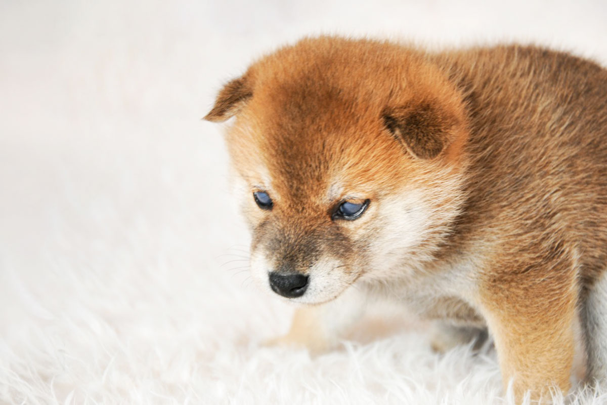 柴犬の被毛ケアイメージ