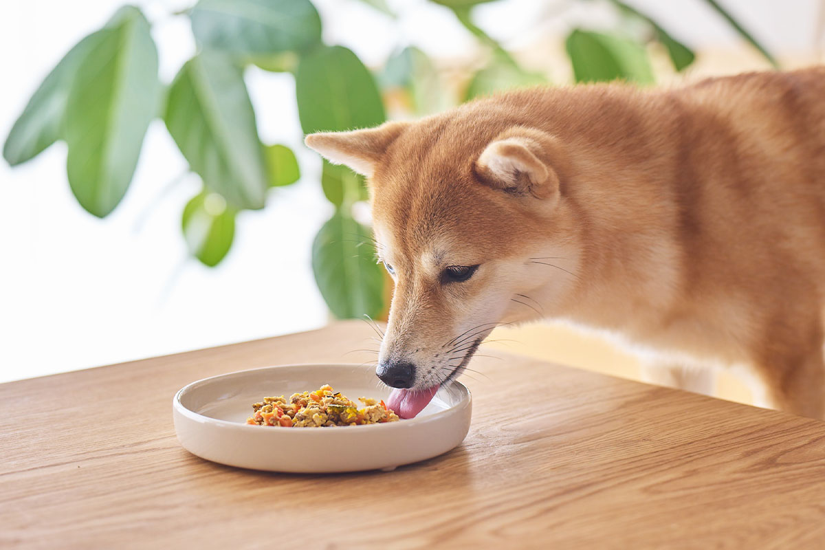 手作りのような柴犬用自然ごはん