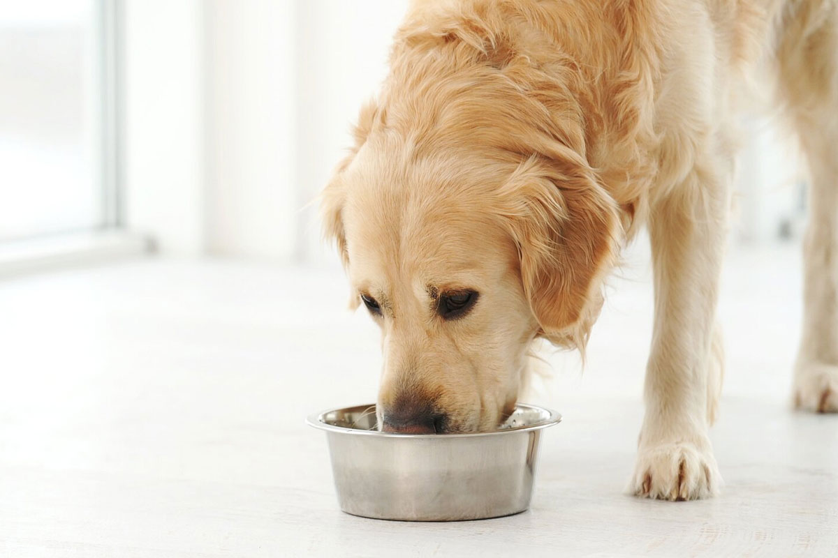 成犬が自然食を楽しむ様子