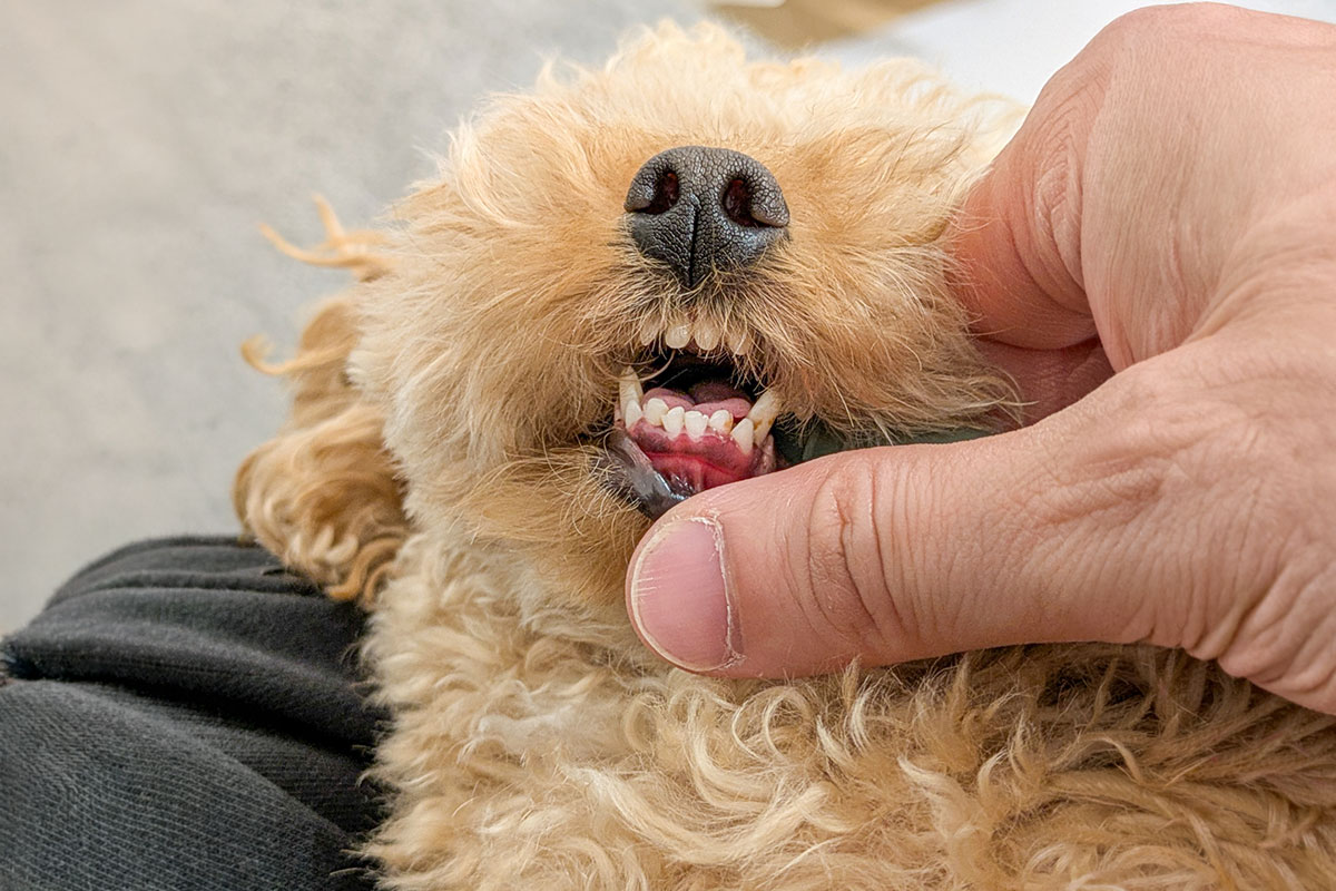 トイプードルの歯周病ケアイメージ