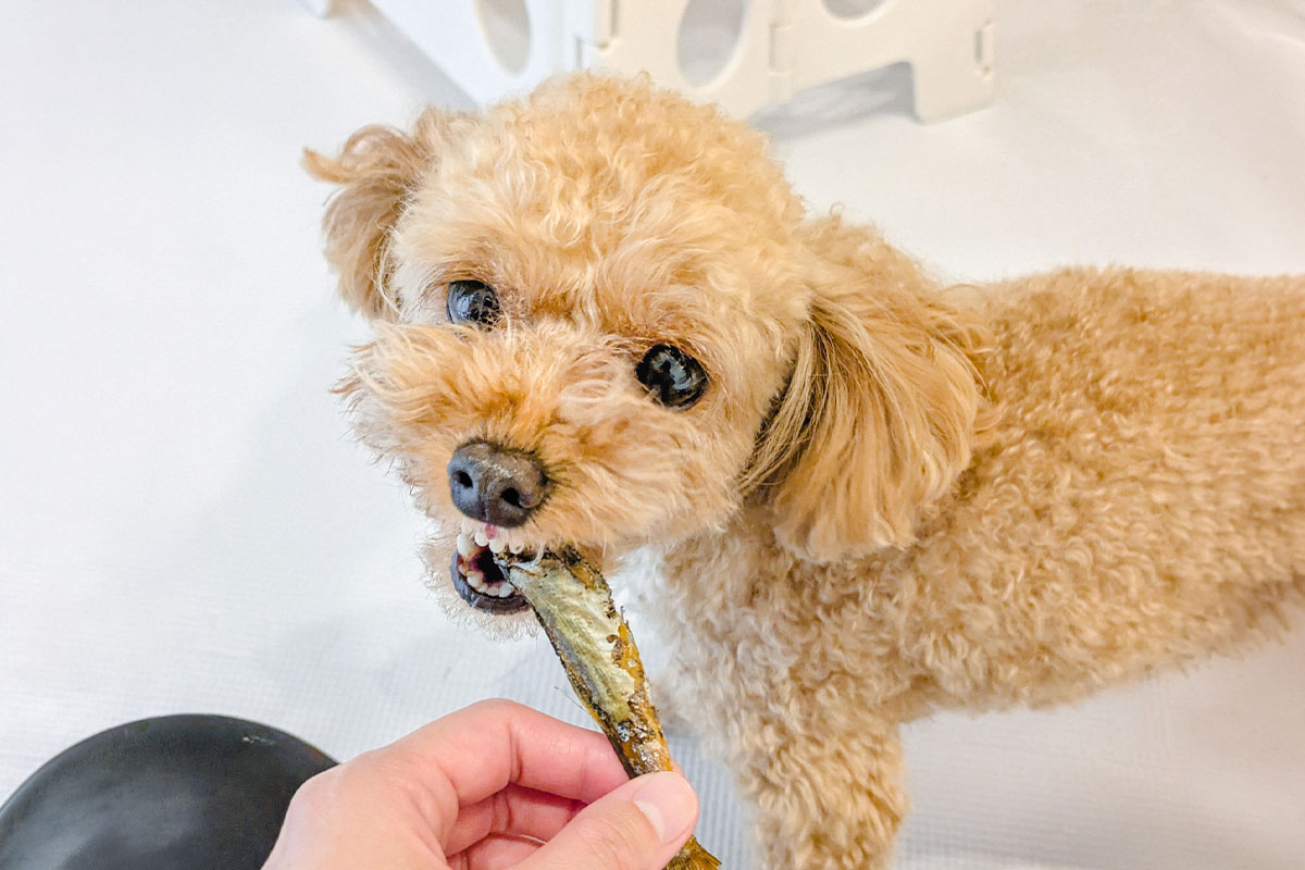 自然食材を使った犬の手作りごはん