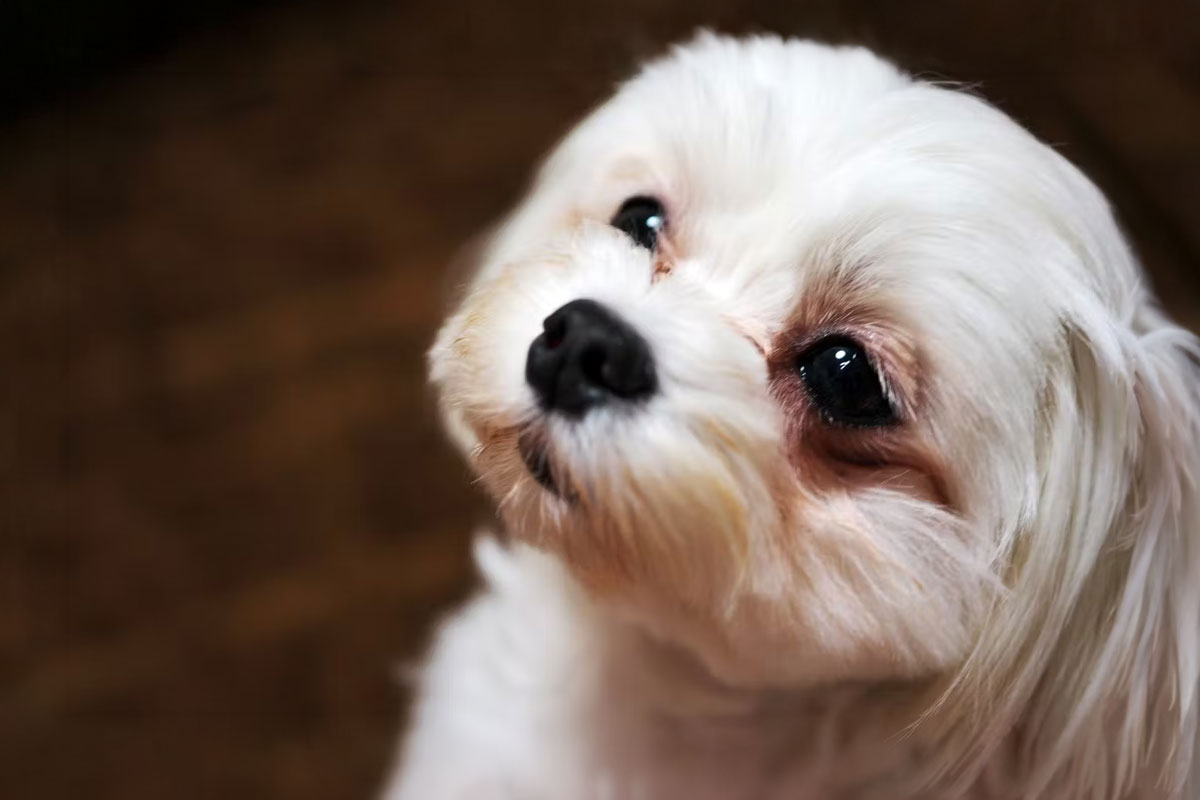 涙やけが気になる小型犬のイメージ