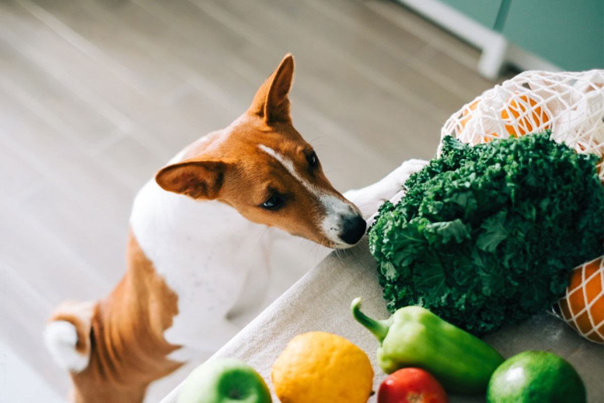 犬と野菜のイメージ