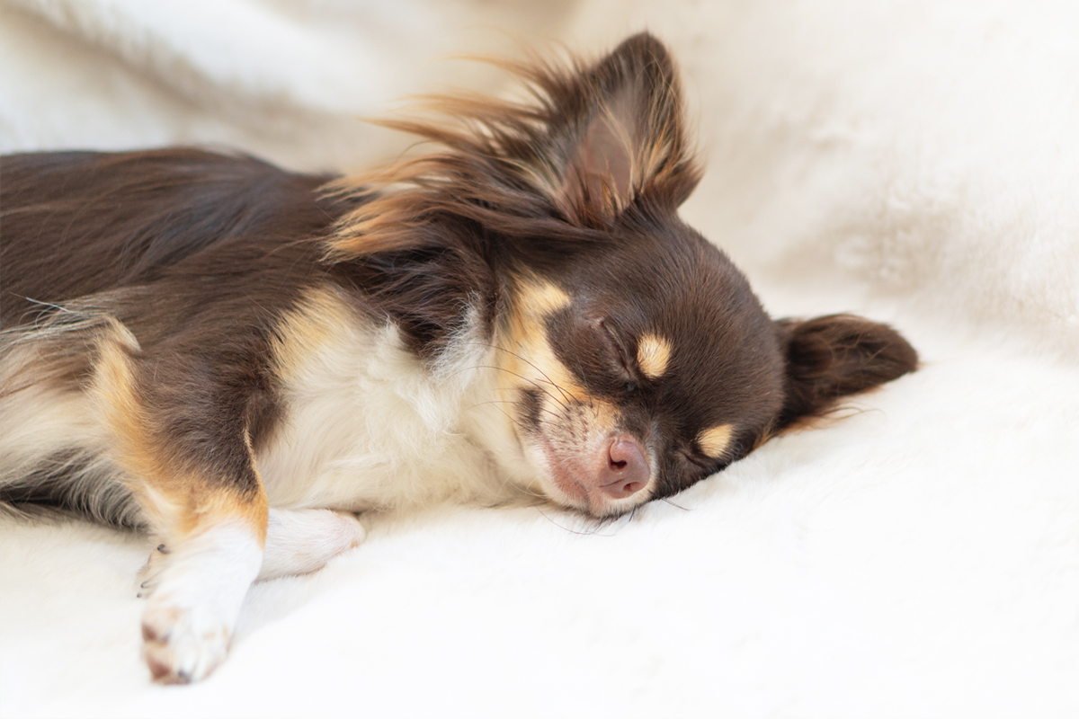 避妊・去勢後の体質変化イメージ