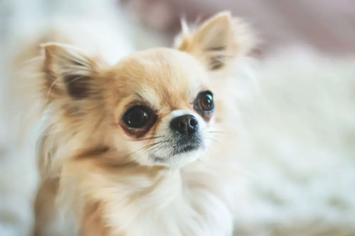 チワワの涙やけと皮膚ケア