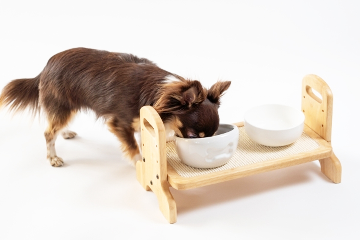 チワワと自然食ごはん