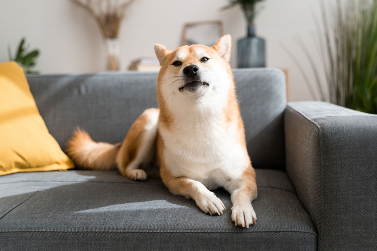 犬の便がゆるい時のサイン