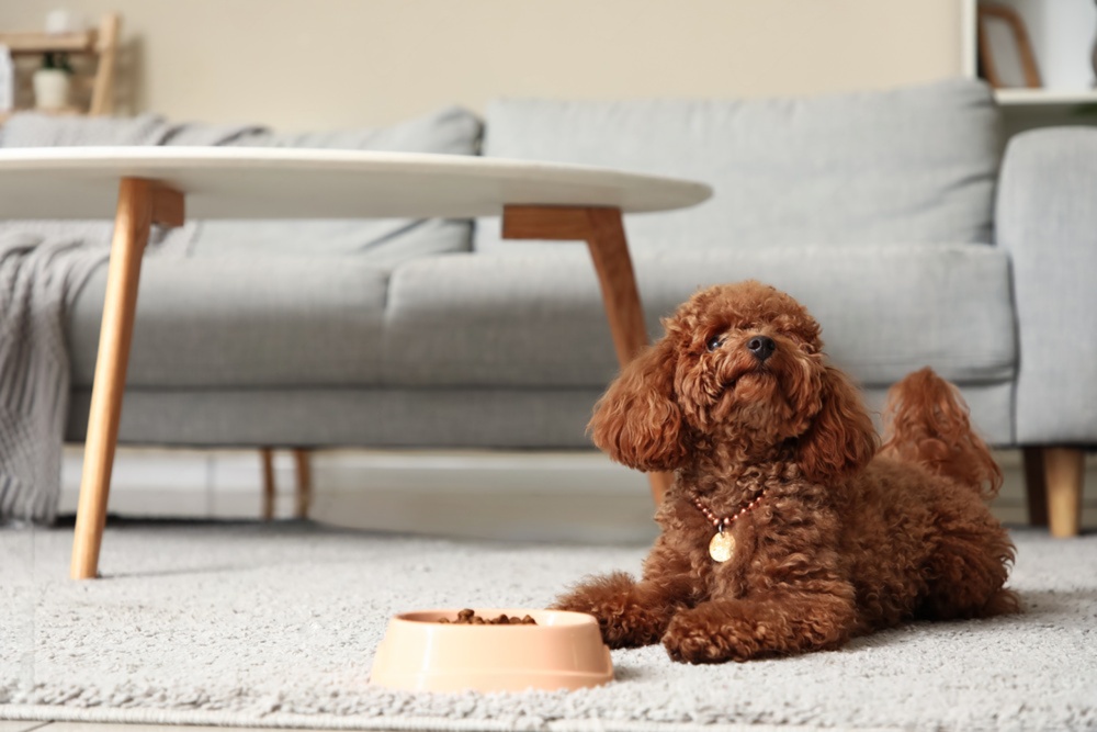 犬は香りでごはんを選ぶ