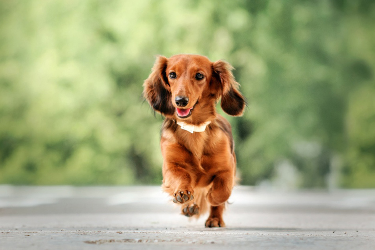 体型が特徴的なダックスフンド