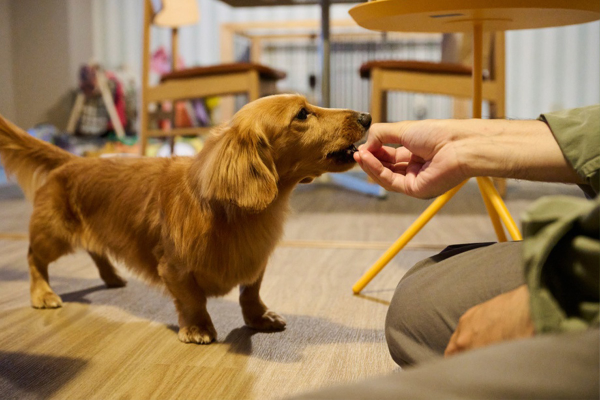 ごはんを食べるダックスフンド