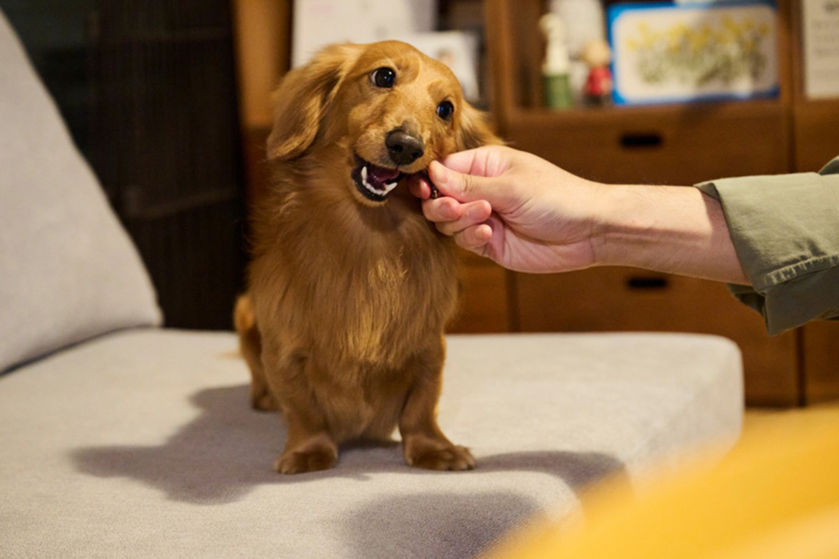 香りを嗅ぐダックスフンド