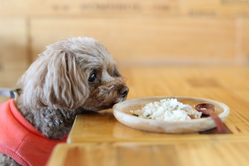 ごはんの香りを嗅ぐ犬 フードローテーション 食のマンネリ対策
