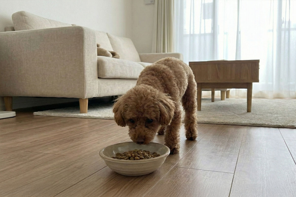 犬の食べ方 早食い 吐き戻し 便が不安定 小食 食欲低下