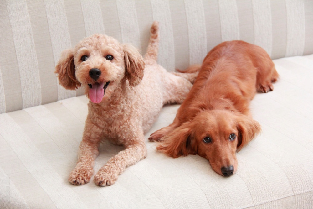 年末年始 家族と過ごす犬 生活リズムの変化