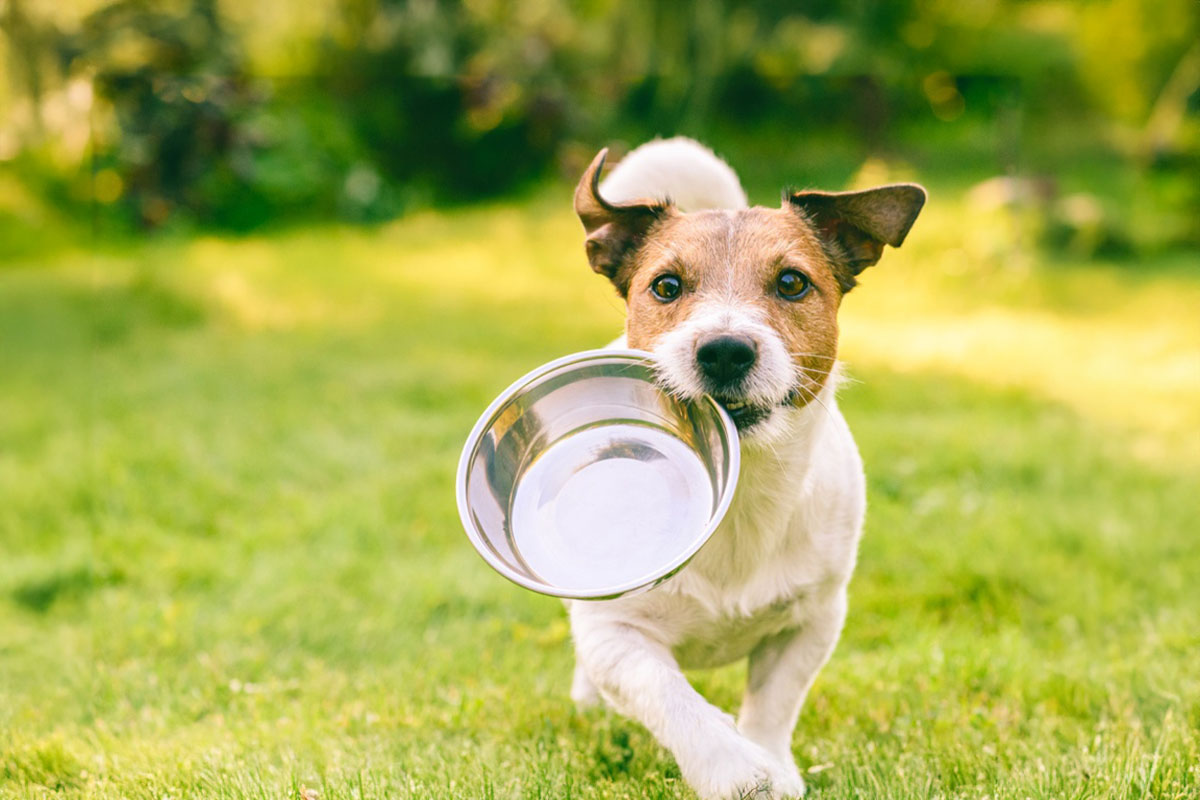年末年始 犬の食事 安定したごはん