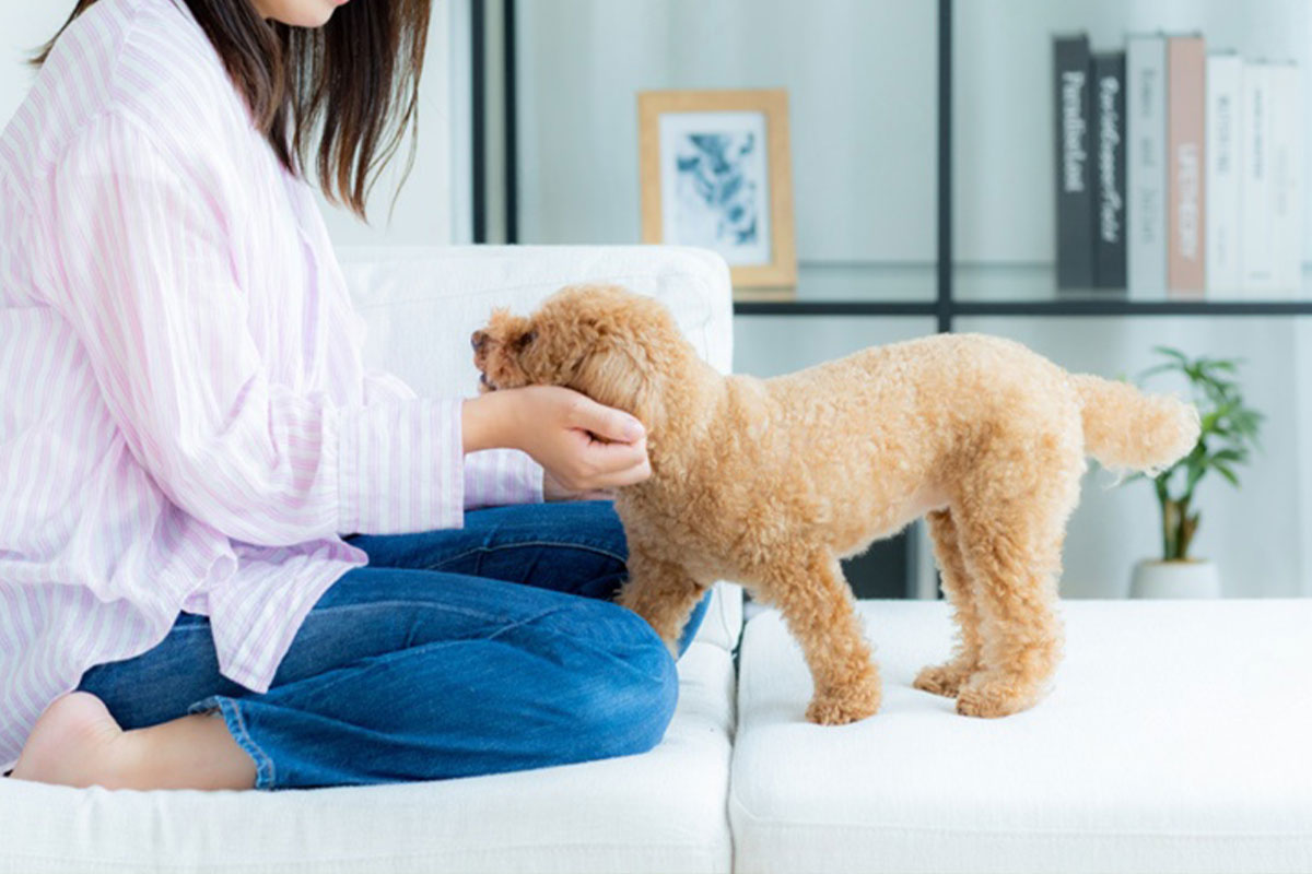 年末年始 ゆっくり過ごす犬 リラックスタイム