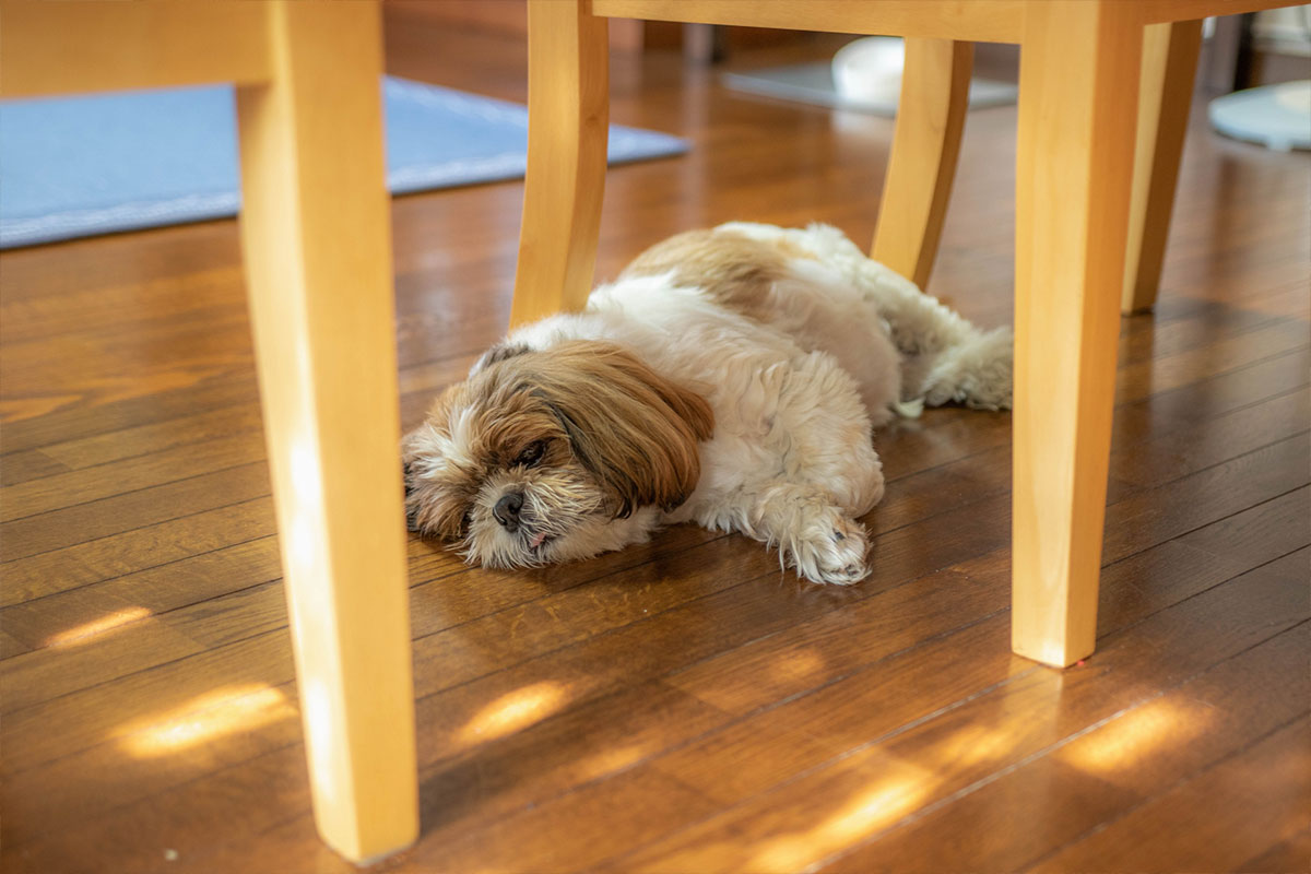 年始に穏やかに過ごす犬 新年 生活リズム