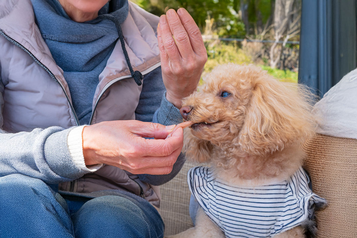 リラックスして眠る犬 年始 健康