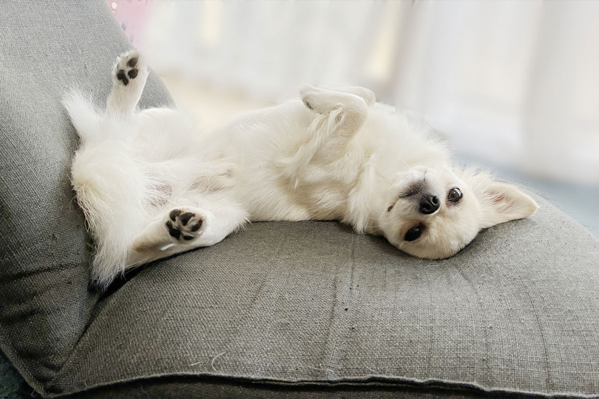 穏やかな時間を過ごす犬 巡り 健康