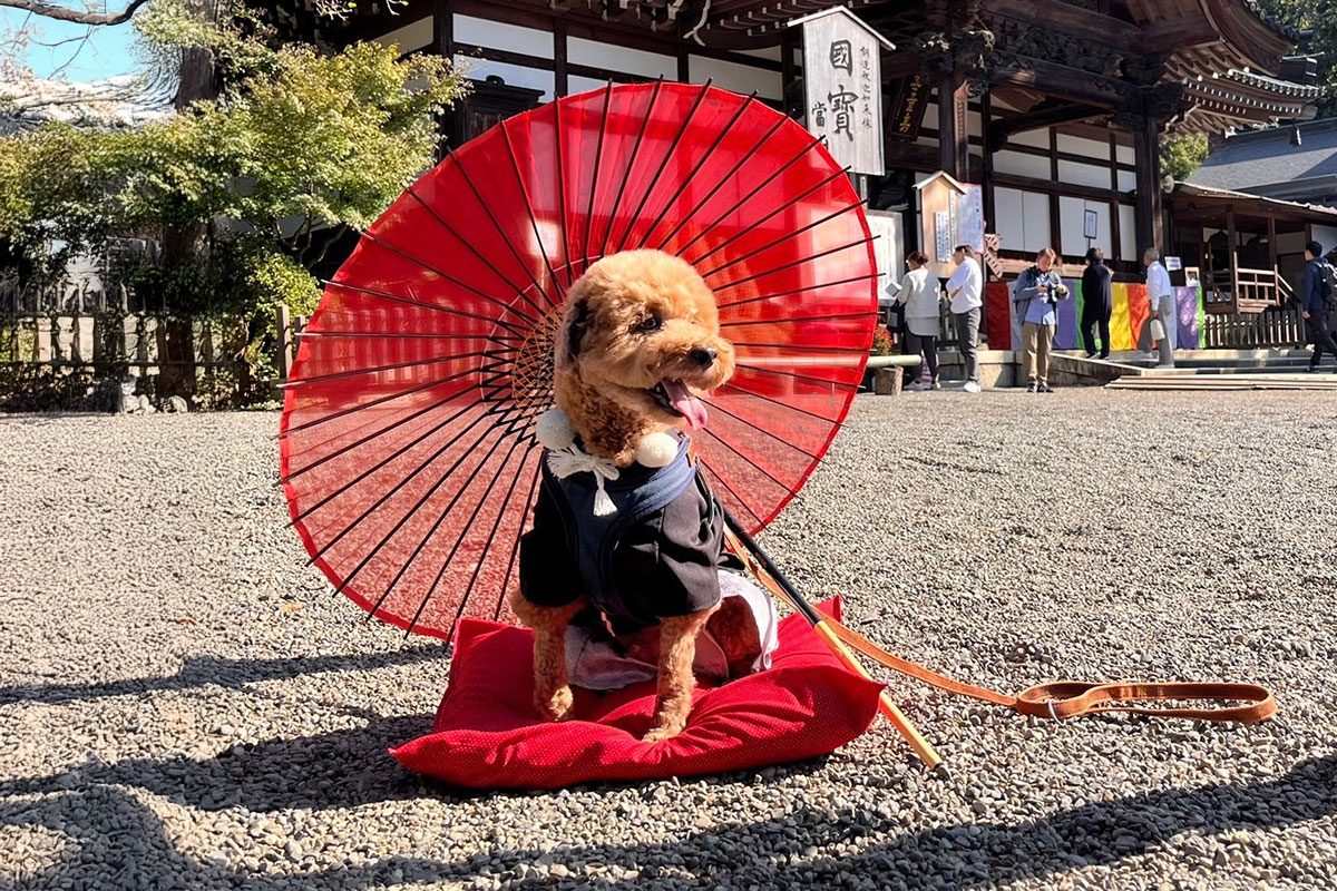 飼い主と犬 年始 穏やかな時間