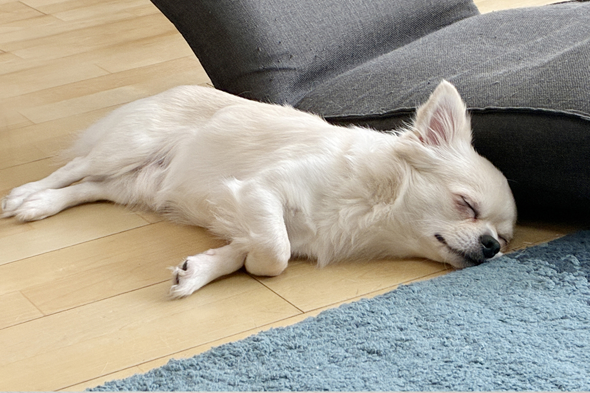 年末年始 犬 生活リズム 体調変化