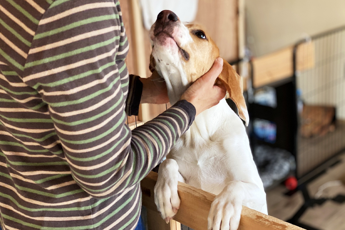 犬の食フンの原因を考える 行動の理由