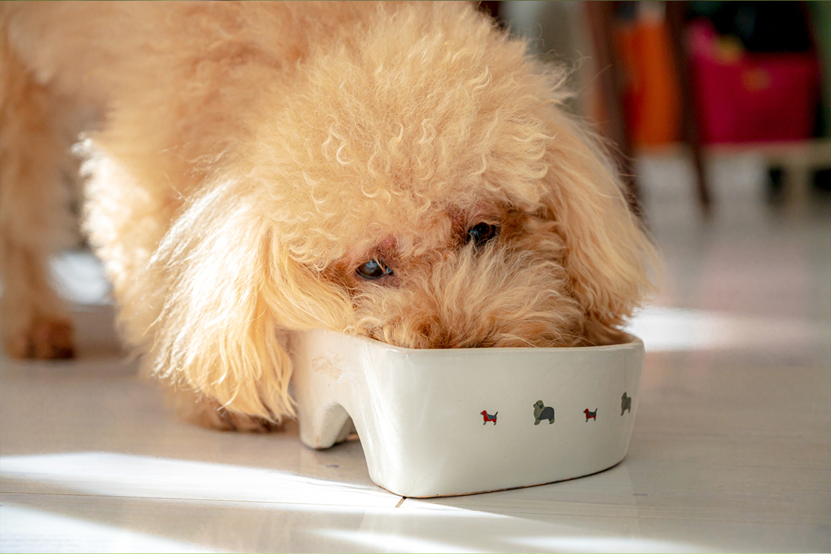 消化に配慮した犬のごはん 満足感