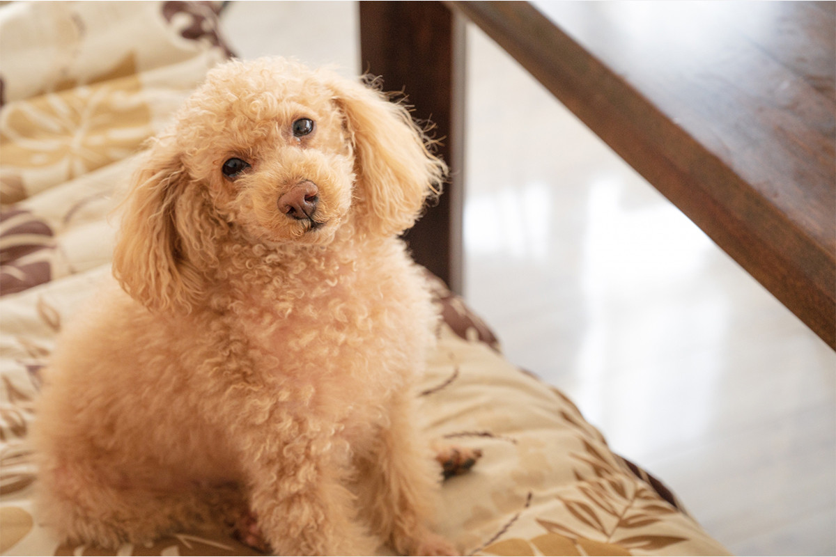 犬の体調を内側から整える 食事ケア