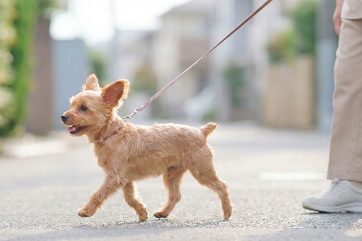 外出先で刺激を受ける犬 お出かけ 食事タイミング