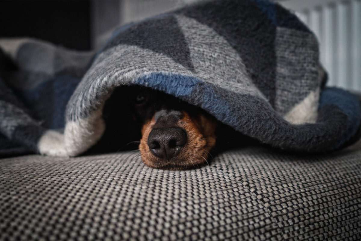 冬の犬の食事 温める 香り 食べムラ 消化にやさしいごはん