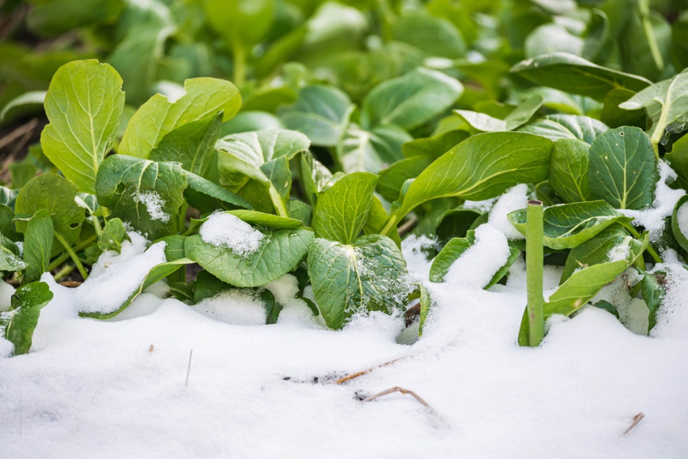 冬に甘くなる小松菜 犬のごはん 冬野菜