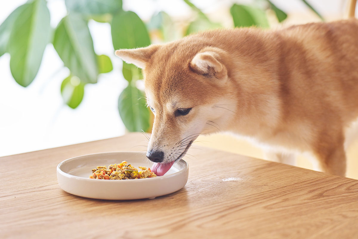 旬の食材 冬野菜 犬の健康 食事