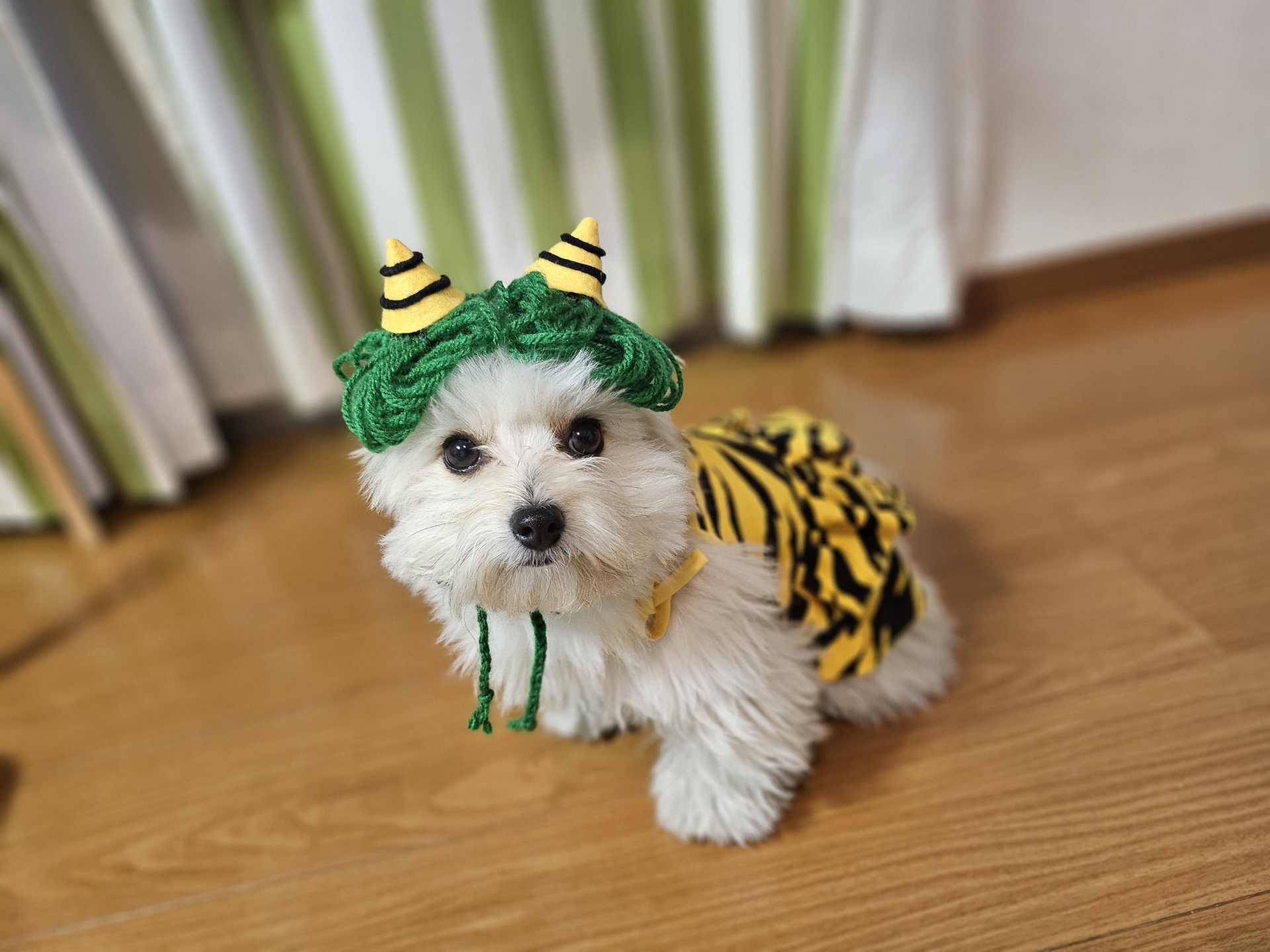 節分 暮らしを整える 犬 いつものリズム