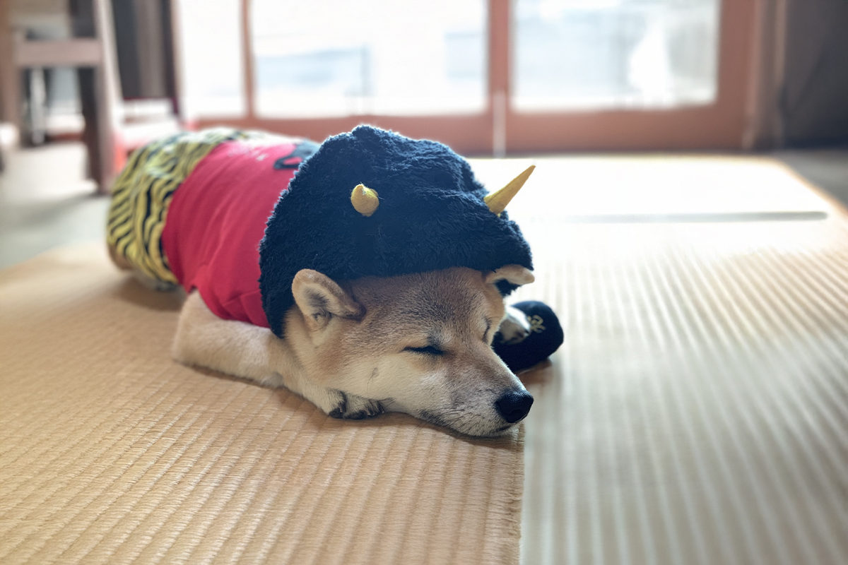 自然食材 犬 バランスを整える 冬の食事