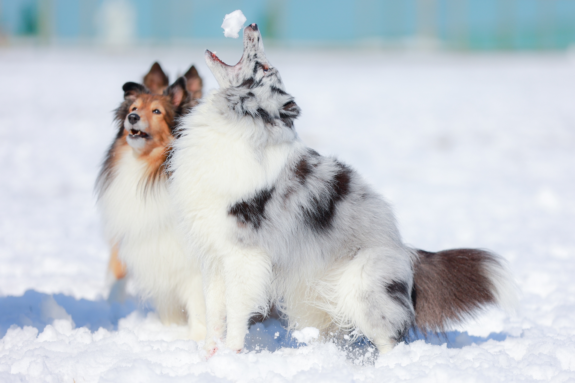 冬の運動 犬 散歩 寒い季節 体を動かす