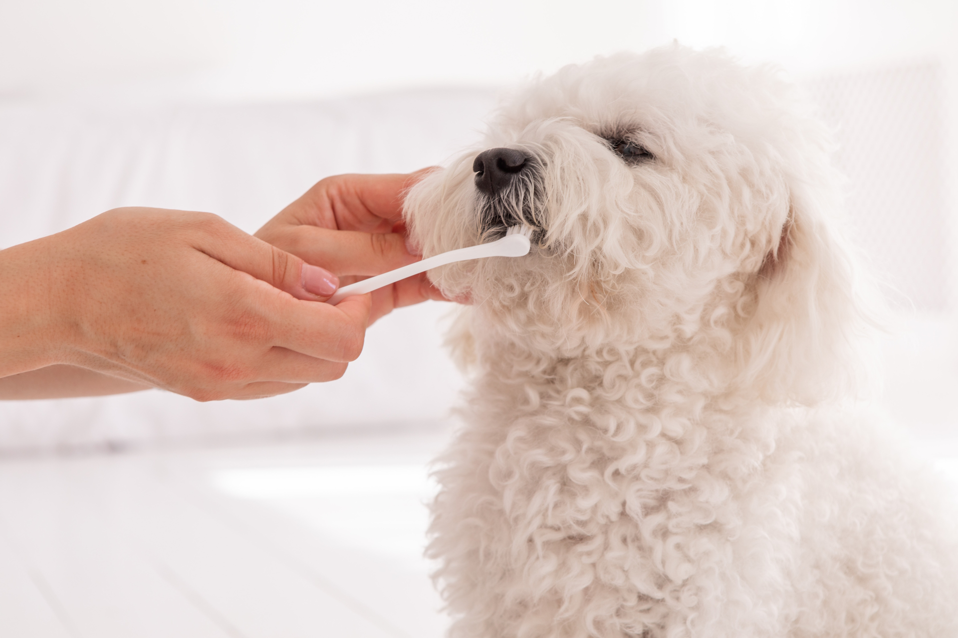 犬 歯みがき 苦手 ケア