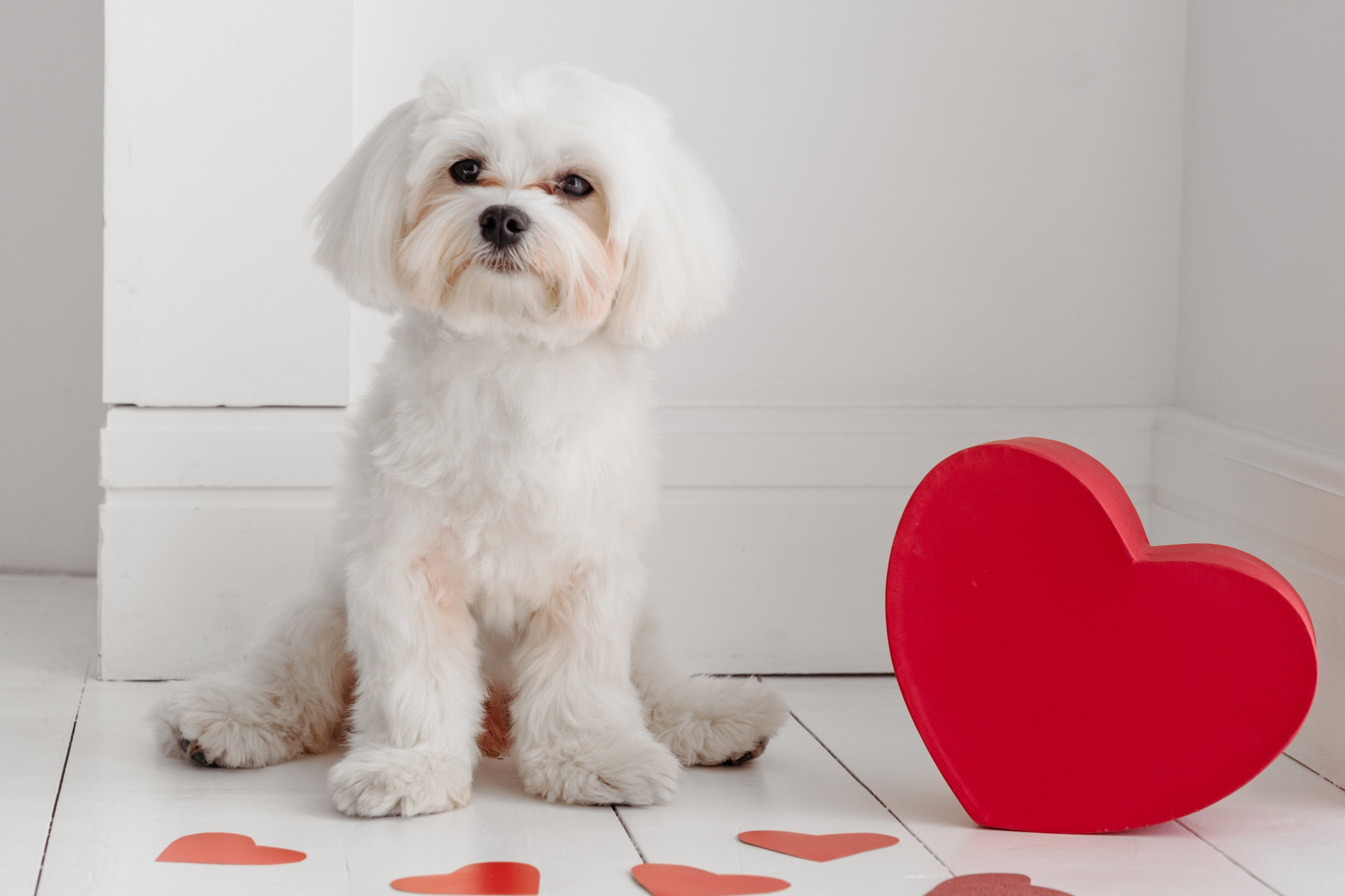 バレンタインと犬 チョコレートはNG 安心して過ごす時間