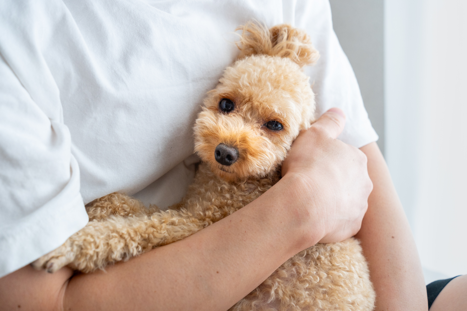 犬がよろこぶバレンタイン いつもより長めの散歩 撫でる時間