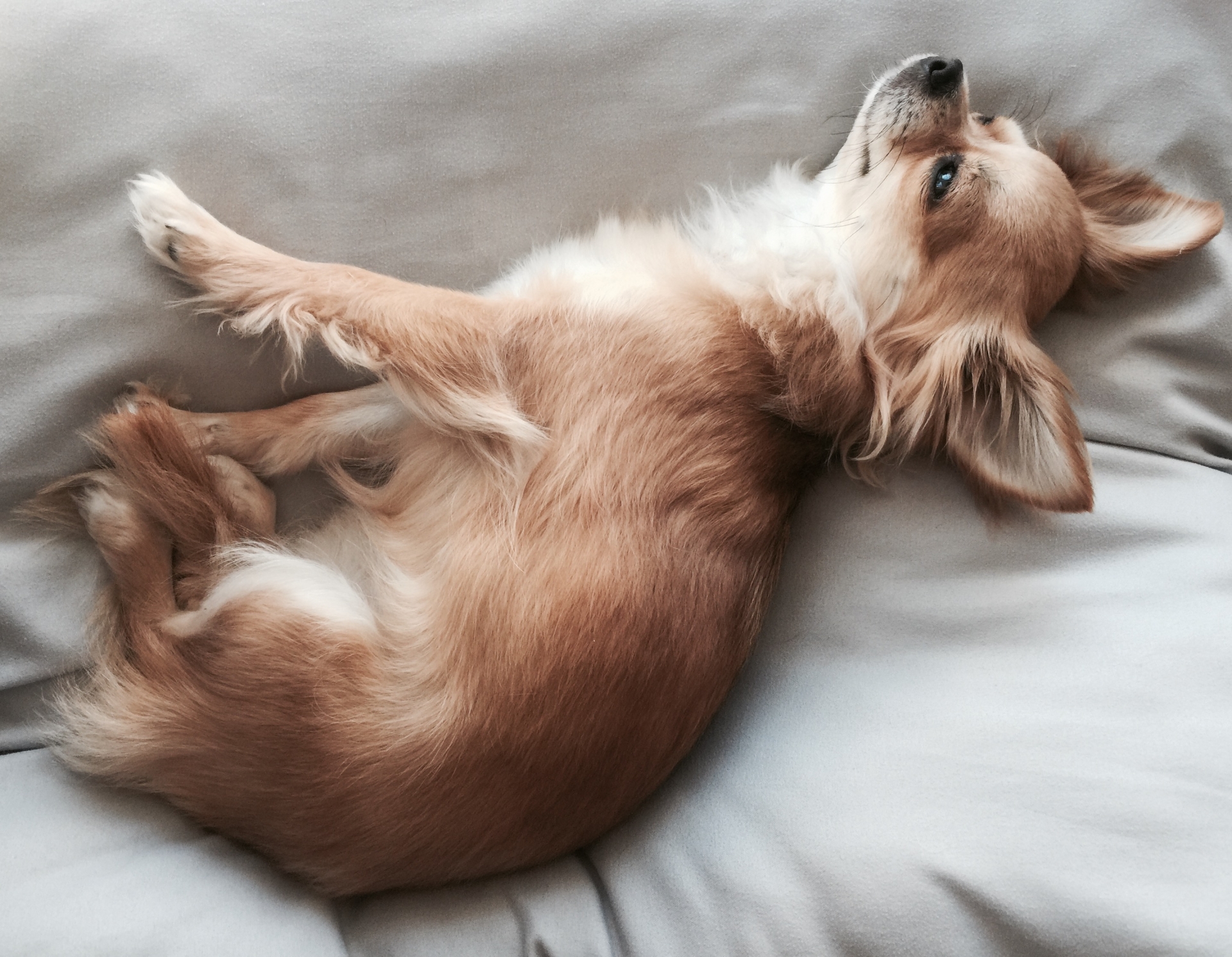 ゆっくり食べる犬 小食の理由