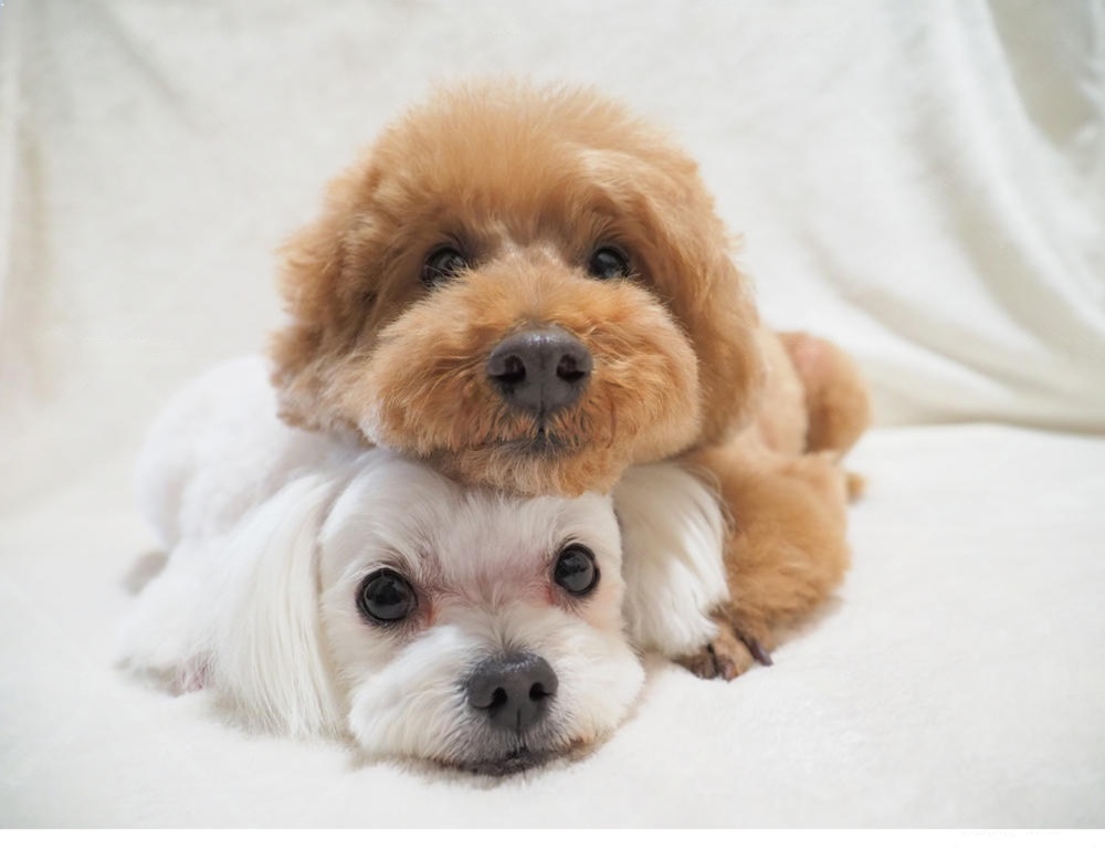 MIX犬 見た目も性格も違う 個性に合わせたごはん