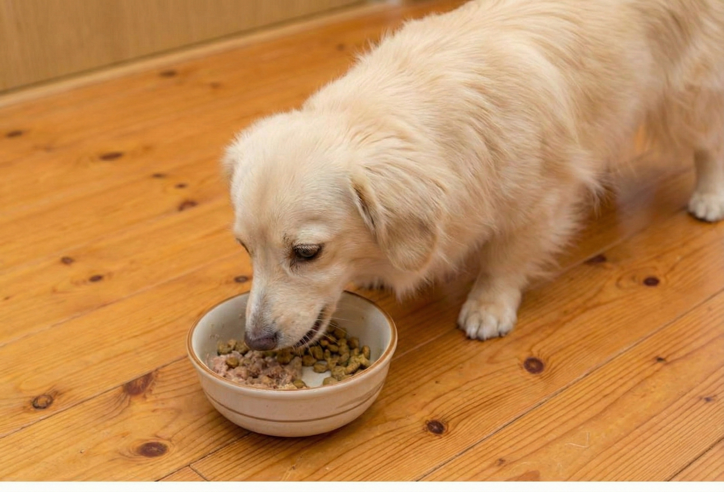 MIX犬 ごはん選び ドッグフード 手作り 迷う