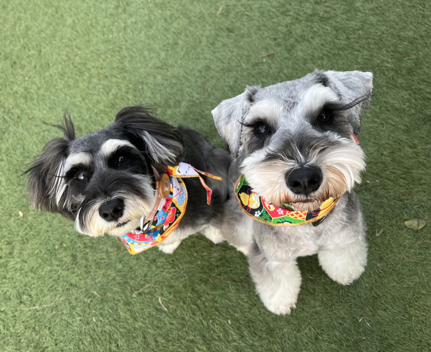 ミニチュアシュナウザー ごはん選び 続けやすい 体に負担をかけにくい